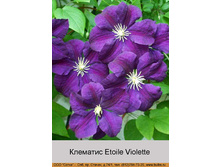Etoile_Violette 79�.jpg