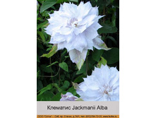 Jackmanii_Alba 104�.jpg
