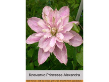 Princesse_Alexandra 184�.jpg
