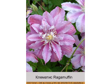 Ragamuffin 92�.jpg