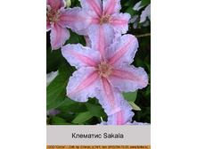 Sakala 92�.jpg