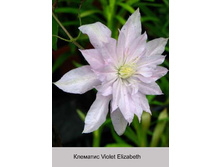 Violet_Elizabeth 92�.jpg