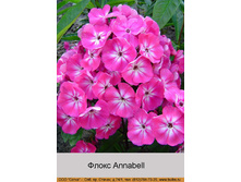 Annabell 32�.jpg