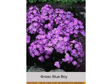 Blue_Boy 29�.jpg