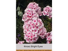 Bright_Eyes 29�.jpg