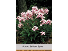 Brilliant_Eyes 29�.jpg