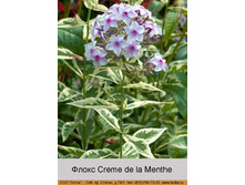 Creme_de_la_Menthe 82�.jpg