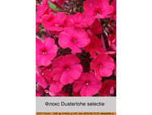 Dusterlohe_selectie 34�.jpg