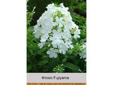 Fujiyama 29�.jpg