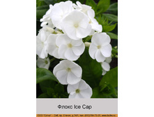 Ice_Cap 34�.jpg