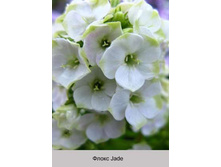 Jade 107�.jpg