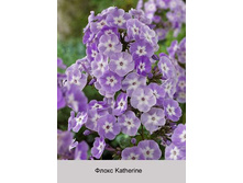 Katherine 35�.jpg