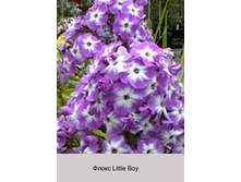 Little_Boy 35�.jpg