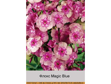 Magic_Blue 48�.jpg