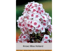 Miss_Holland 32�.jpg