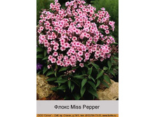 Miss_Pepper 32�.jpg