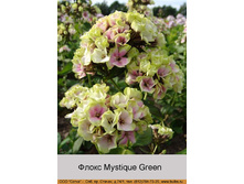 Mystique_Green 67�.jpg