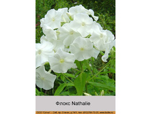 Nathalie 32�.jpg