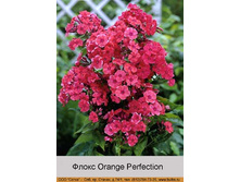 Orange_Perfection 32�.jpg