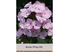 Pinky_Hill 29�.jpg