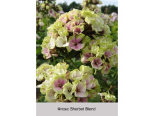 Sherbet_Blend 55�.jpg
