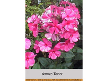 Tenor 29�.jpg