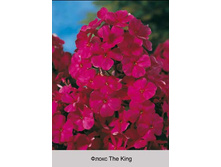 The_King 35�.jpg