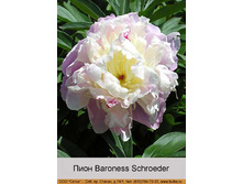 Baroness_Schroeder 173�.jpg
