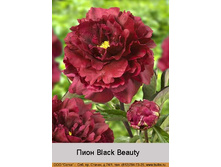 Black_Beauty 220�.jpg