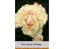 Boule_de_Neige 151�.jpg