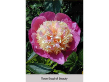 Bowl_of_Beauty 120�.jpg