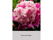Cora_Stubs 184�.jpg