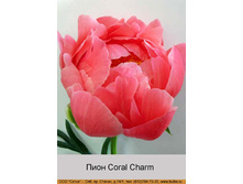 Coral_Charm 184�.jpg