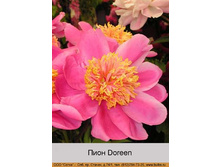 Doreen 120�.jpg