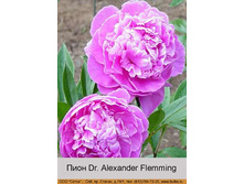 Dr_Alexander_Flemming 100�.jpg