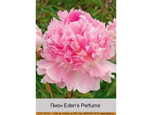 Eden's_Perfume 151�.jpg