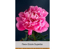 Edulis_Superba 105�.jpg