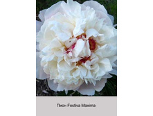 Festiva_Maxima 153�.jpg