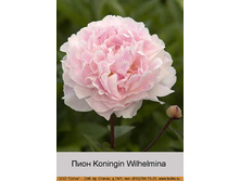 Koningin_Wilhelmina 112�.jpg