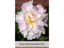 Lady_Alexander_Duff 140�.jpg