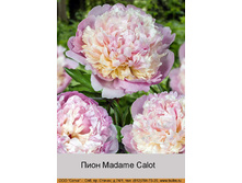 Madame_Calot 112�.jpg