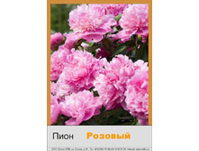 Pink 66�.jpg