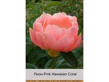 Pink_Hawaiian_Coral 184�.jpg