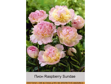 Raspberry_Sundae 151�.jpg