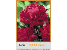 Red 73�.jpg