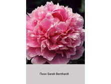Sarah_Bernhardt 73�.jpg