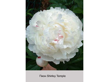Shirley_Temple 100�.jpg