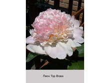 Top_Brass 153�.jpg