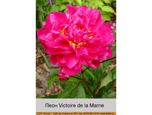 Victoire_de_la_Marne 98�.jpg