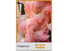 Boginya_Lyubvi.jpg